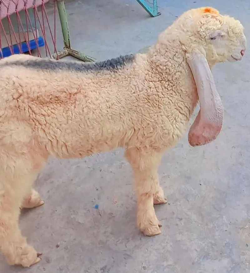 Pure kajla chatra kaka  Male double hadi k bacha for sale — photo 4