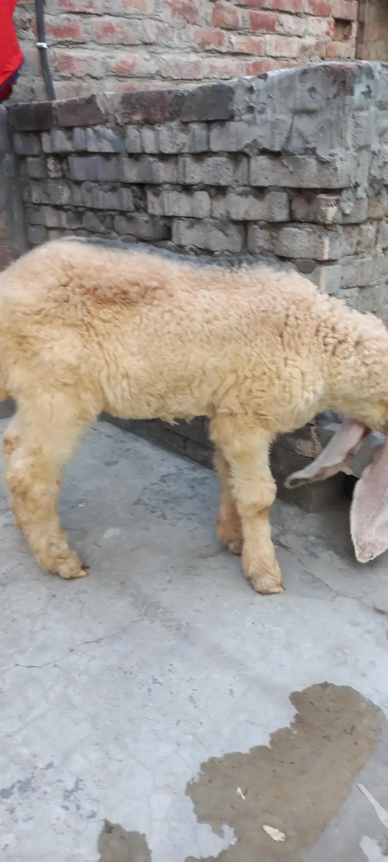 Pure kajla chatra kaka  Male double hadi k bacha for sale — photo 5