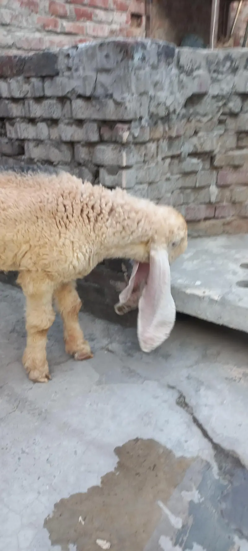 Pure kajla chatra kaka  Male double hadi k bacha for sale — photo 6