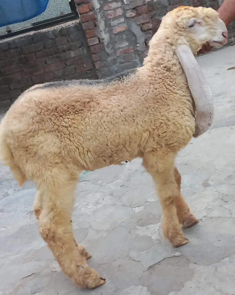 Pure kajla chatra kaka  Male double hadi k bacha for sale — photo 7