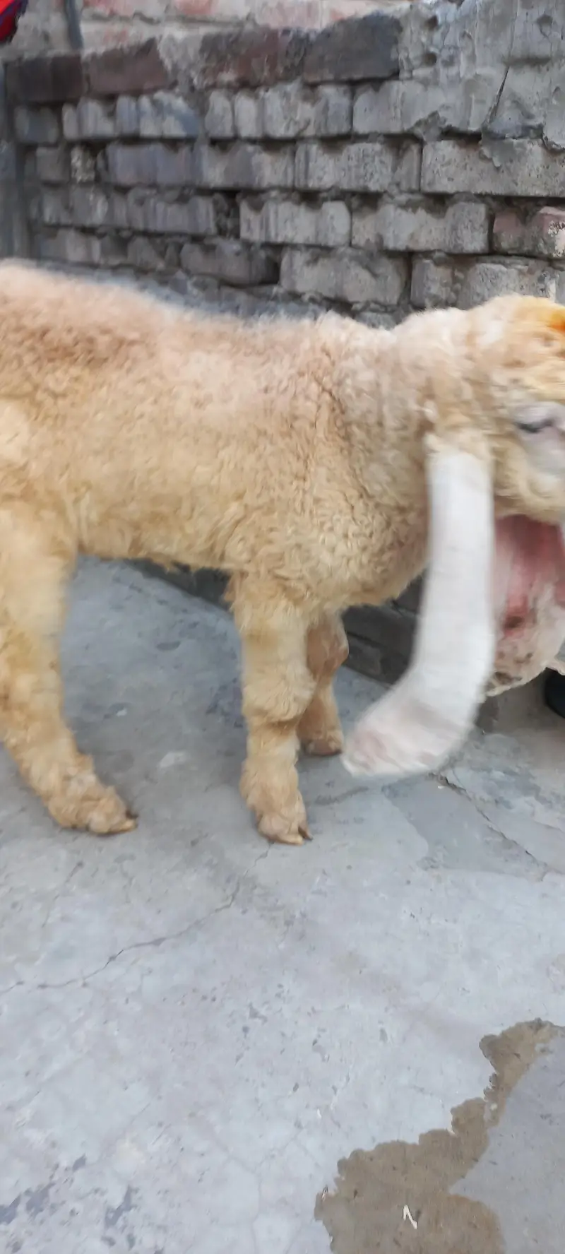Pure kajla chatra kaka  Male double hadi k bacha for sale — photo 8