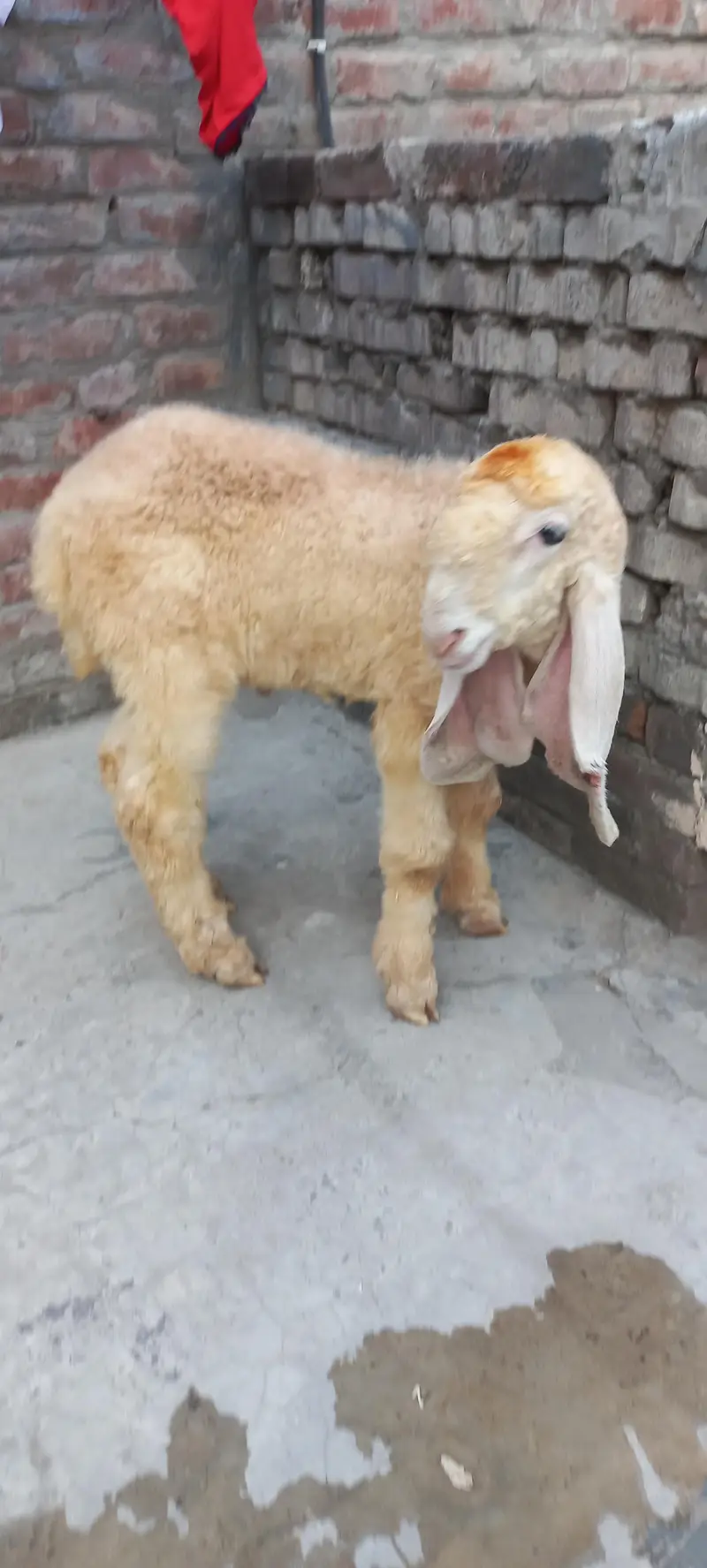 Pure kajla chatra kaka  Male double hadi k bacha for sale — photo 9