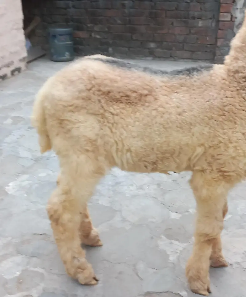 Pure kajla chatra kaka  Male double hadi k bacha for sale — photo 10
