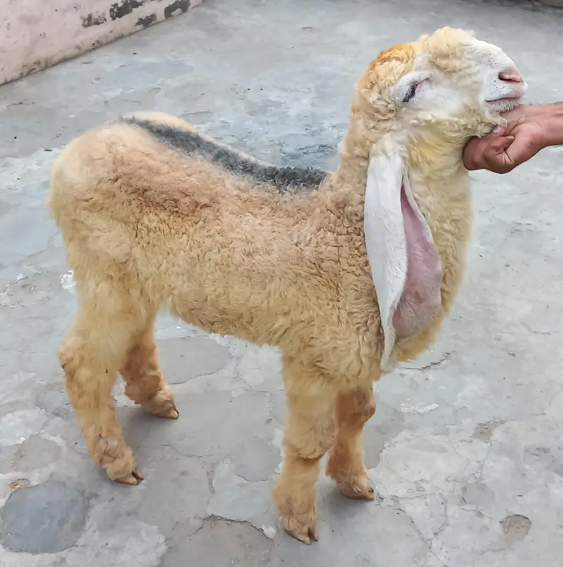 Pure kajla chatra kaka  Male double hadi k bacha for sale — photo 11