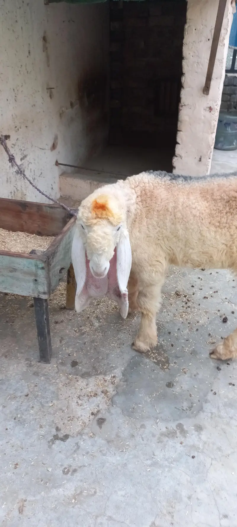 Pure kajla chatra kaka  Male double hadi k bacha for sale — photo 12