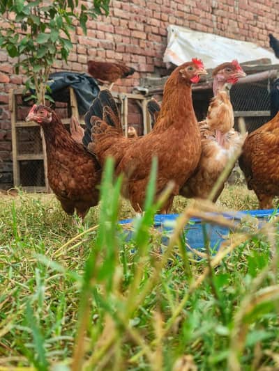 Egg laying Hens Egg Stater Hens Available in Malik Poultry Service
