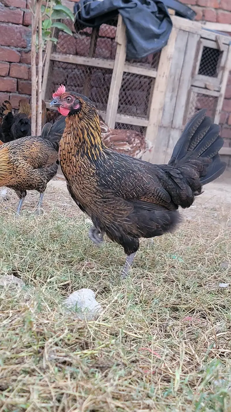 Egg laying Hens Egg Stater Hens Available in Malik Poultry Service — photo 2