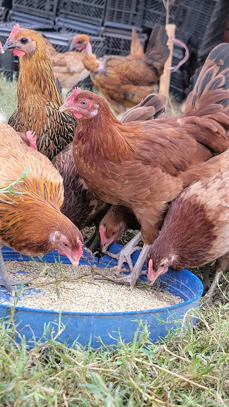 Egg laying Hens Egg Stater Hens Available in Malik Poultry Service — photo 3