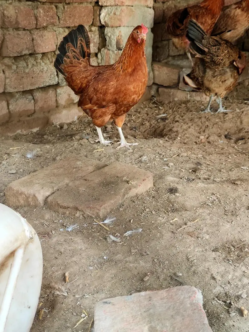 Egg laying Hens Egg Stater Hens Available in Malik Poultry Service — photo 4