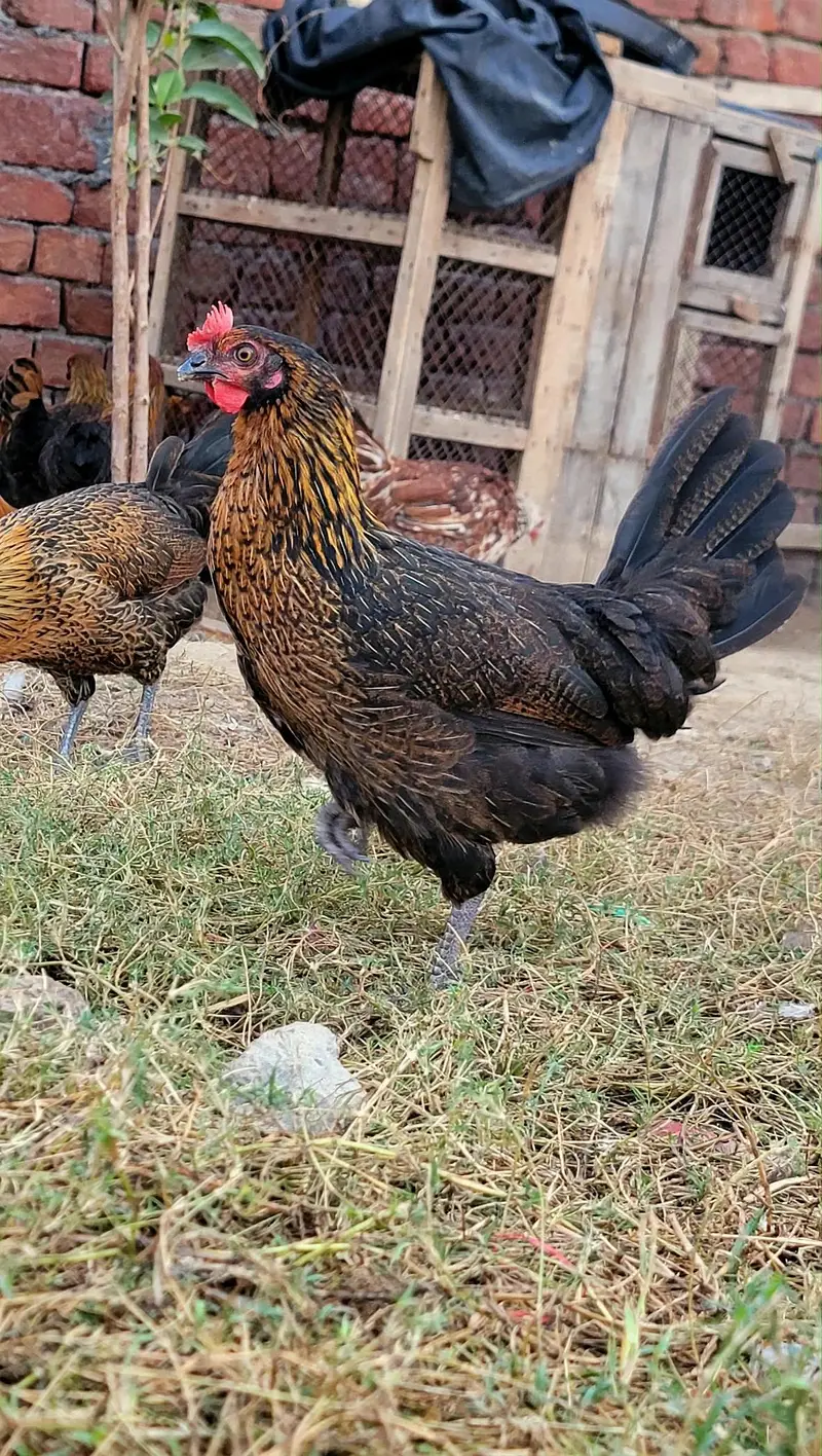 Egg laying Hens Egg Stater Hens Available in Malik Poultry Service — photo 5