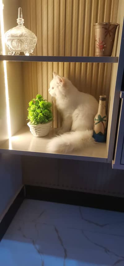 Pure white male cat