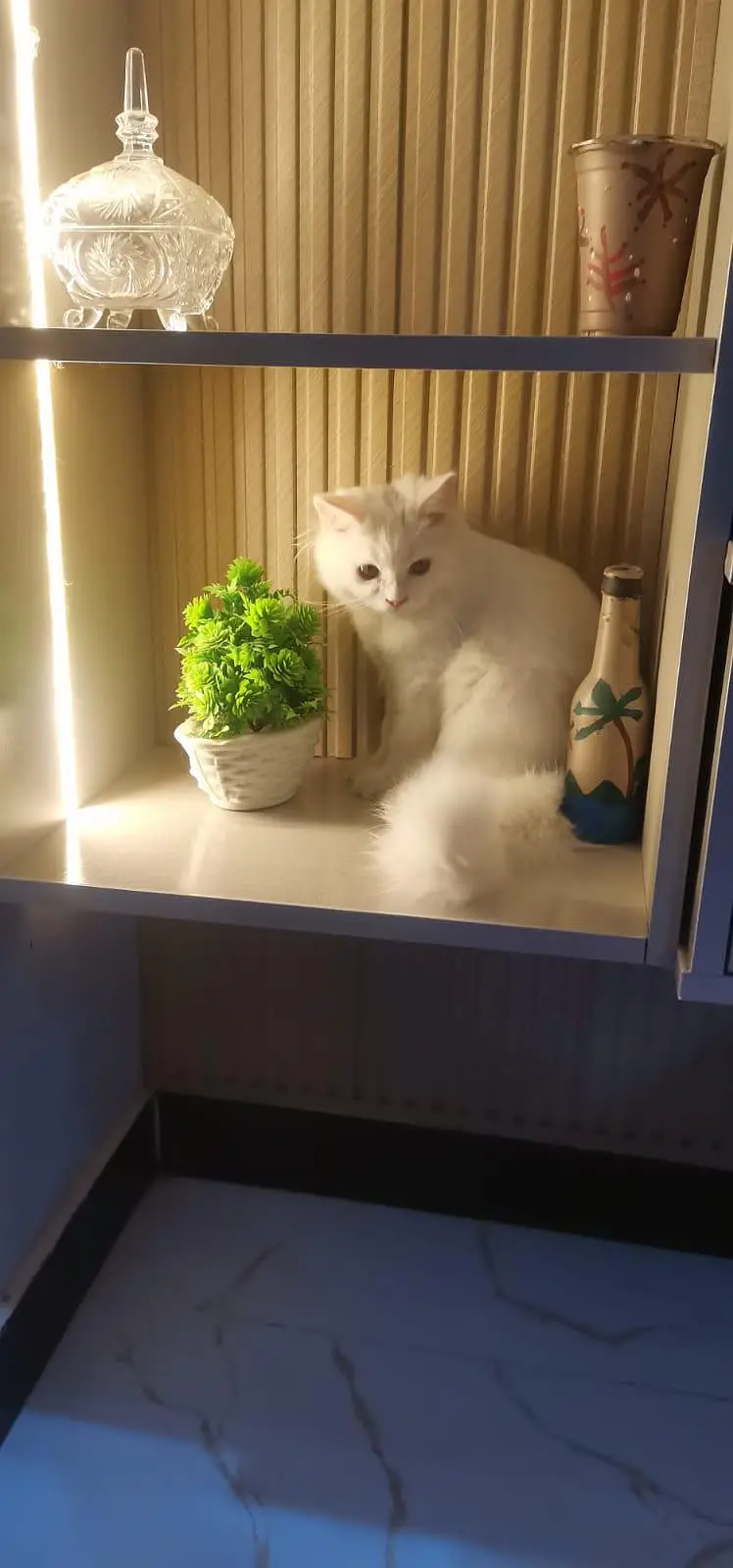 Pure white male cat — photo 2