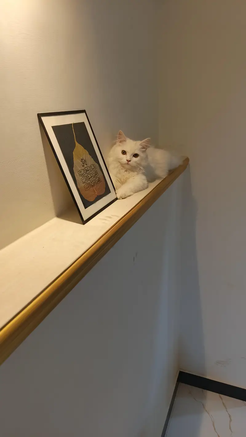 Pure white male cat — photo 3