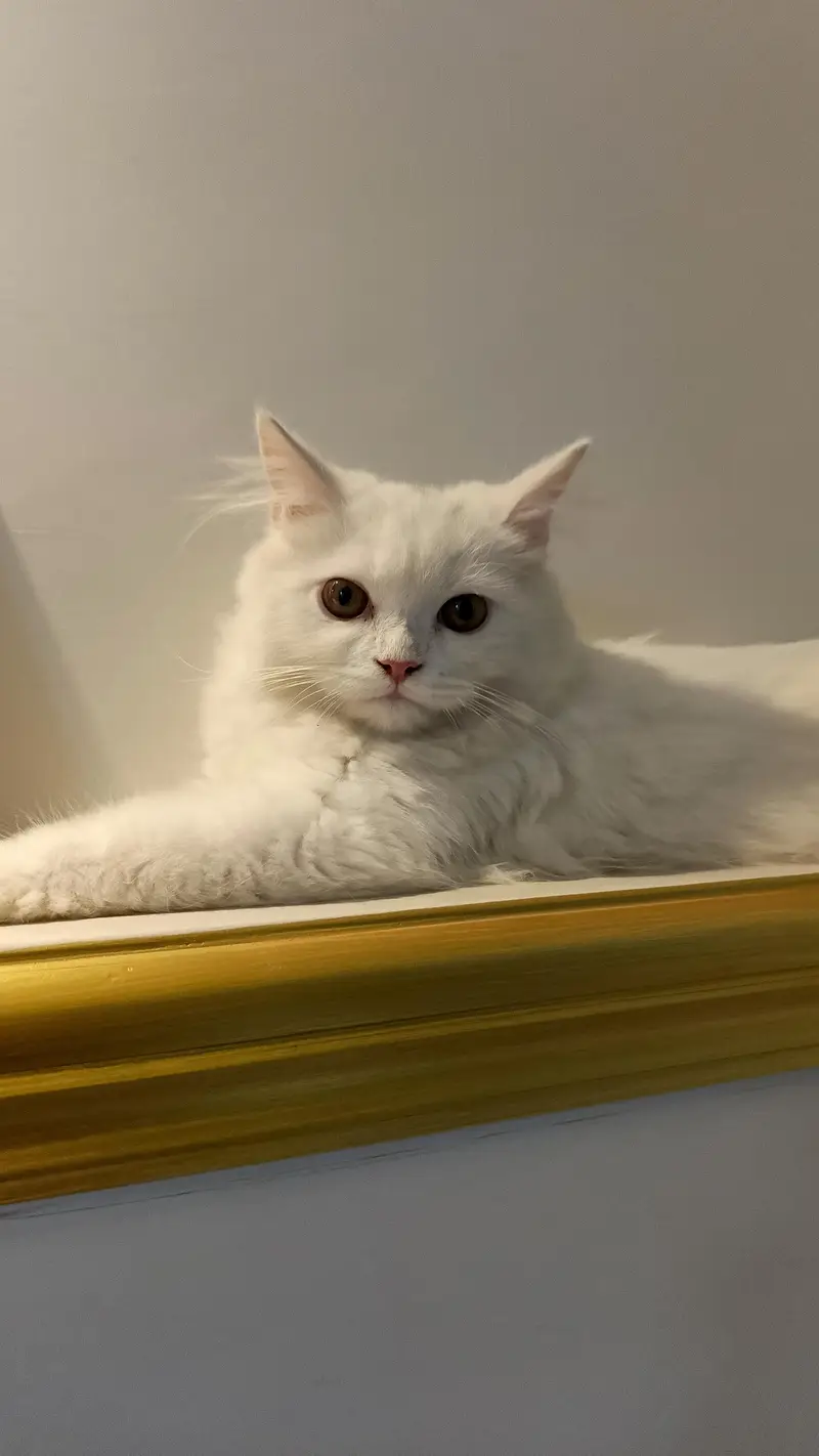 Pure white male cat — photo 4
