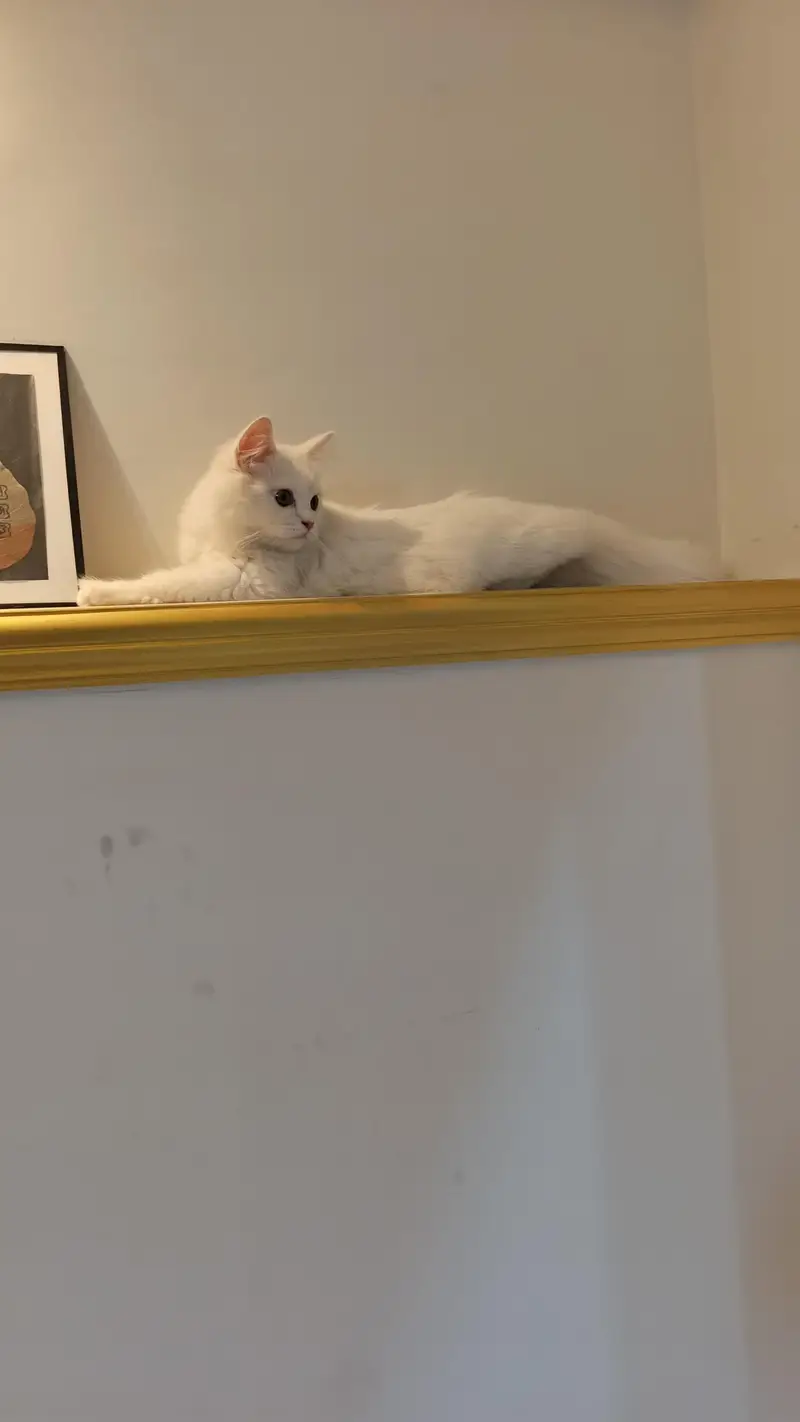 Pure white male cat — photo 5