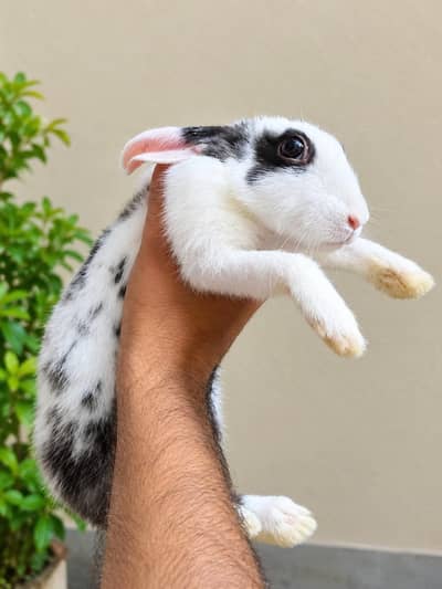 himalyan rabbit and English spot rabbit