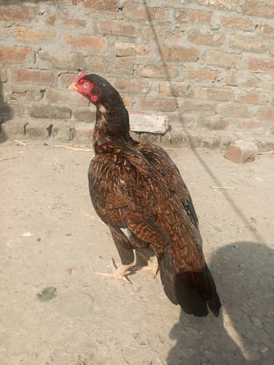 high quality aseel Madi for sale urgent loc WAH CANTT 03125641760