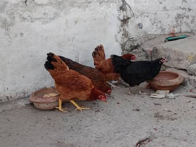 8 murgia ha location Lahore ha e