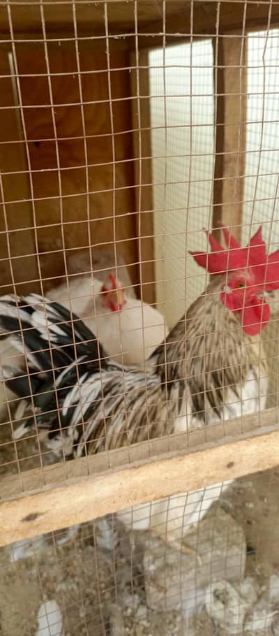 fancy hens