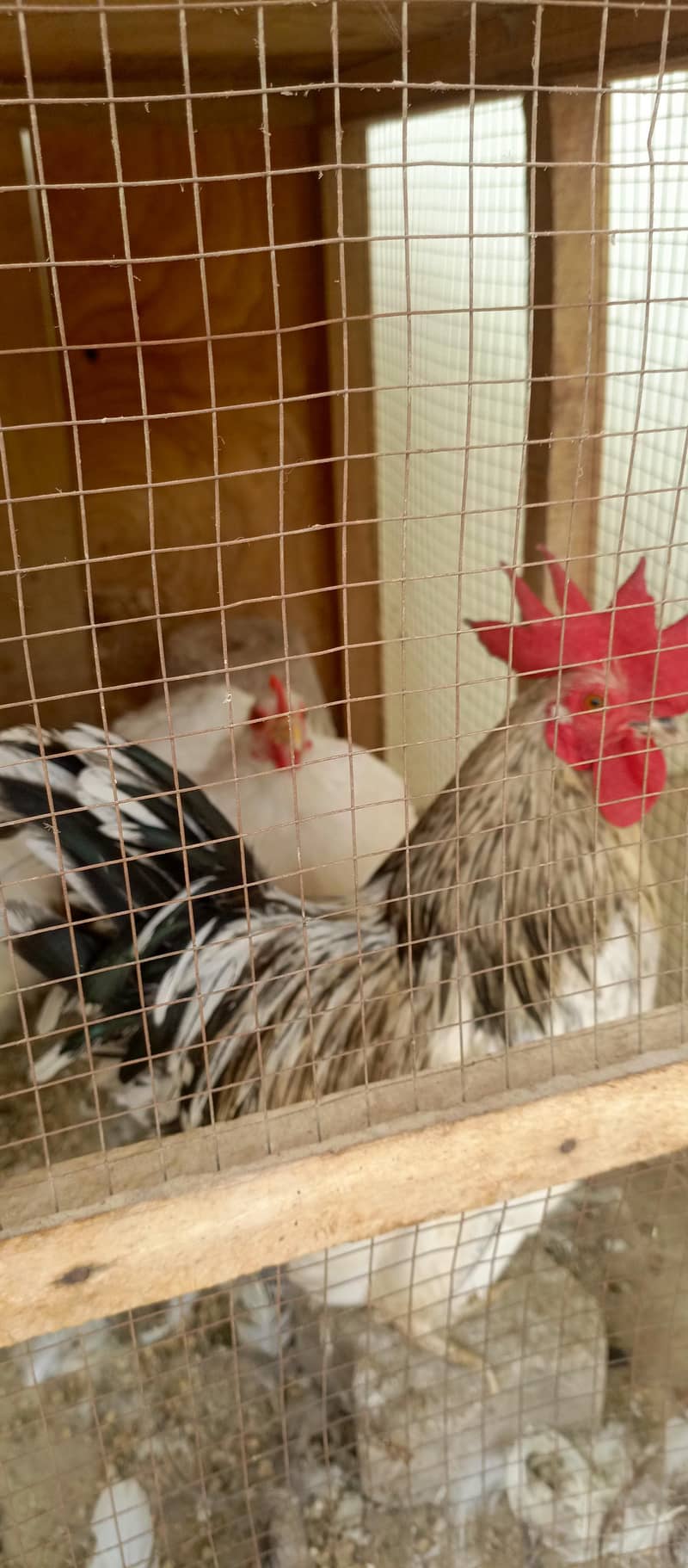 fancy hens 0