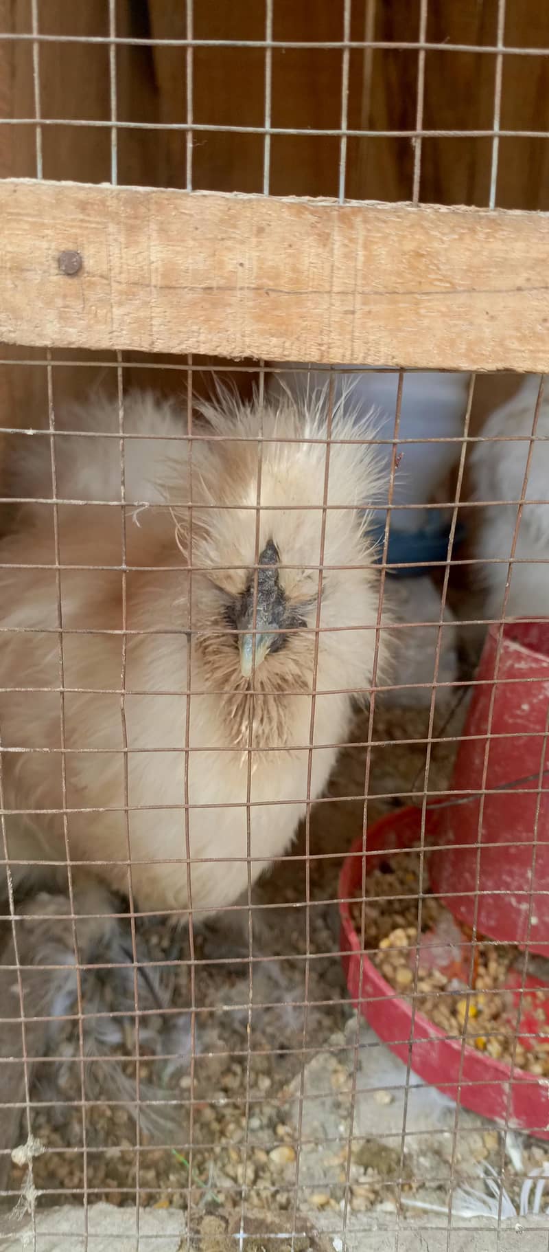 fancy hens 1