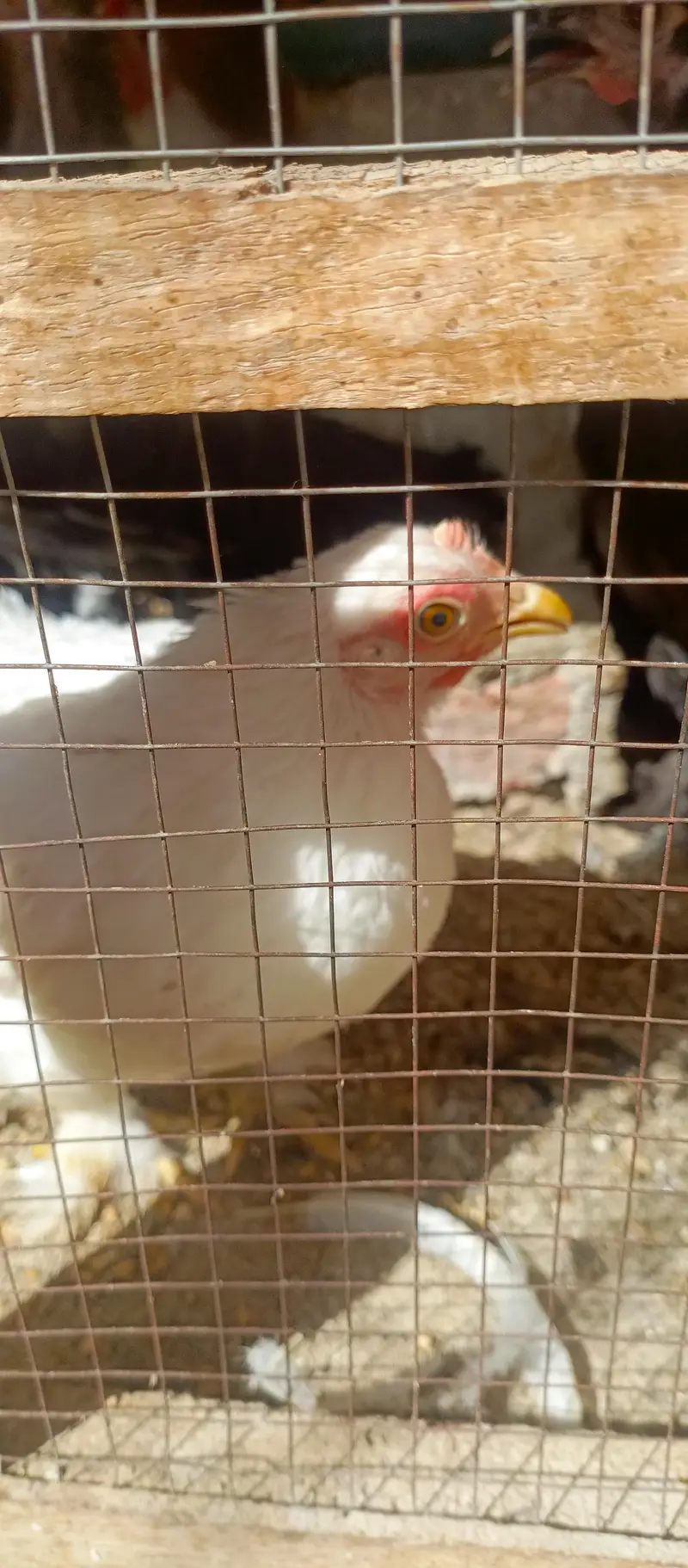 fancy hens — photo 5