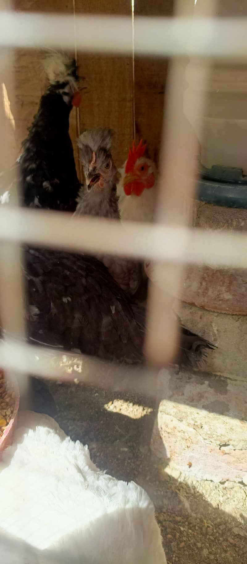 fancy hens 5