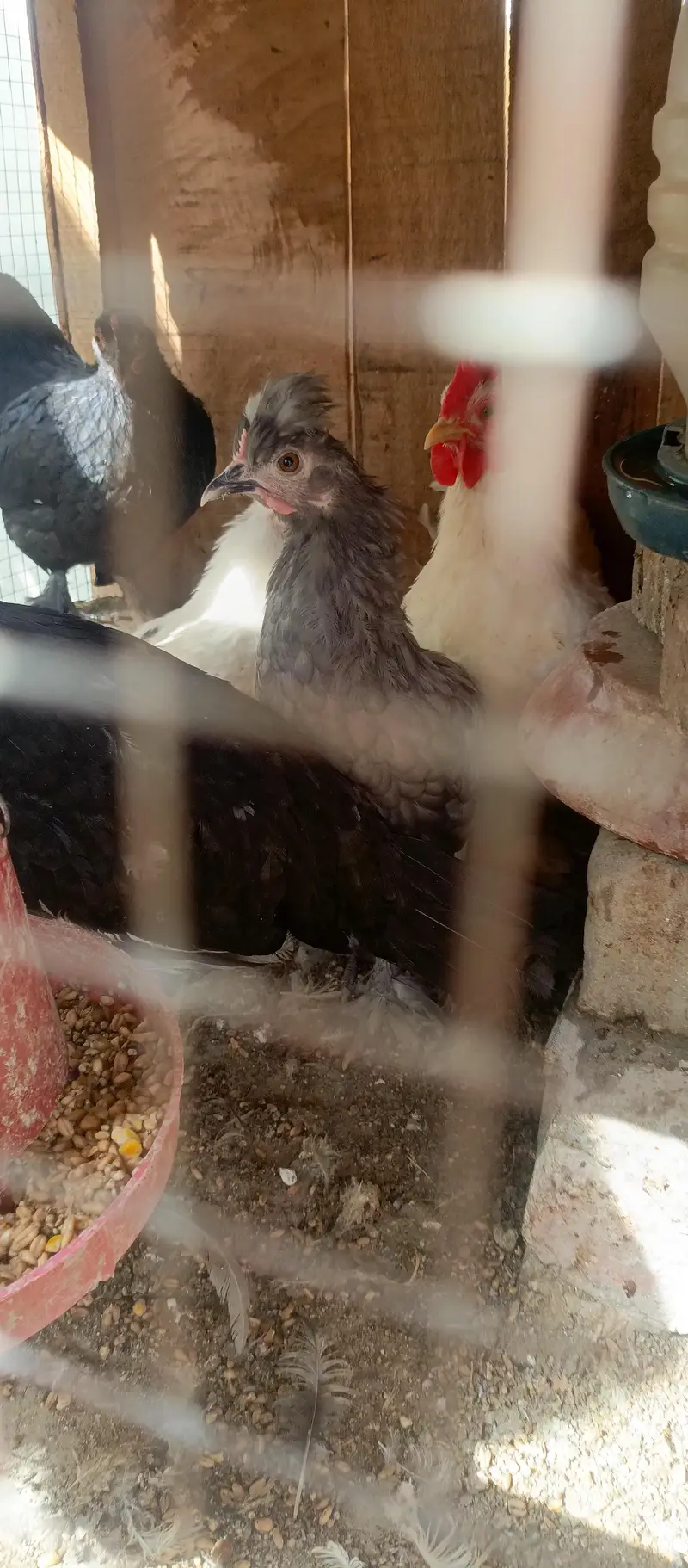 fancy hens — photo 7