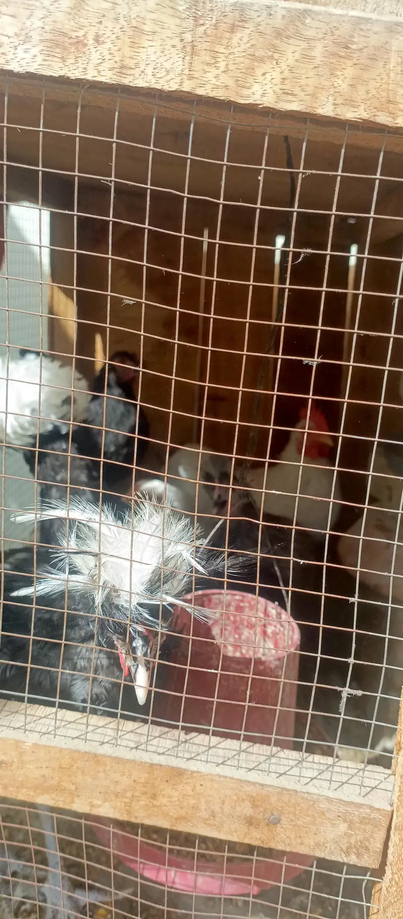 fancy hens — photo 9
