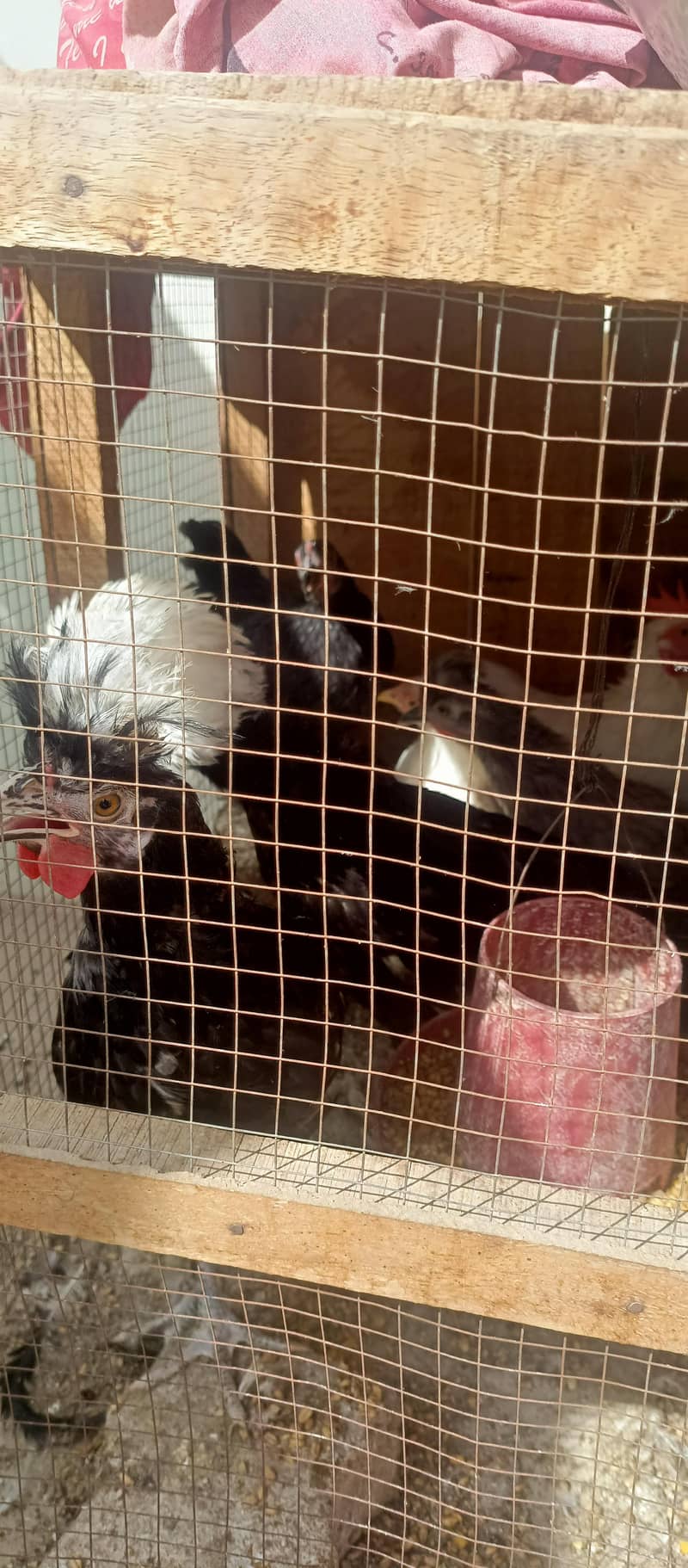 fancy hens 9