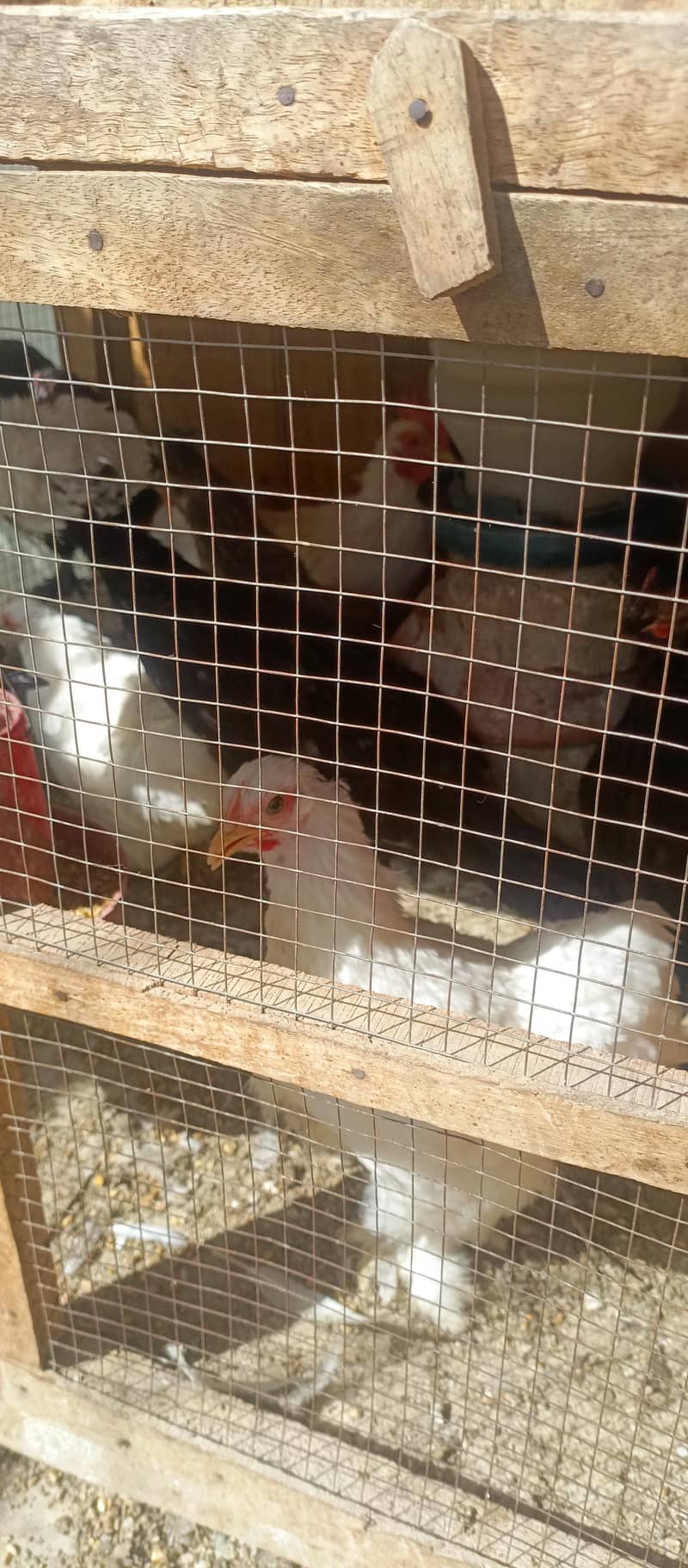 fancy hens 10