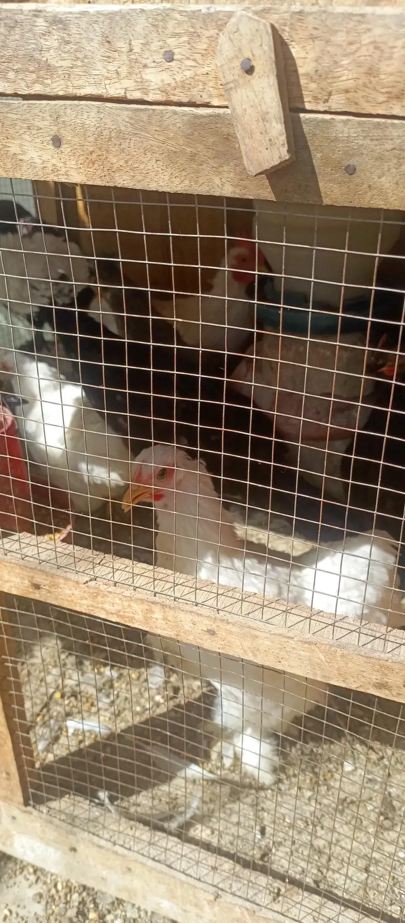 fancy hens — photo 11