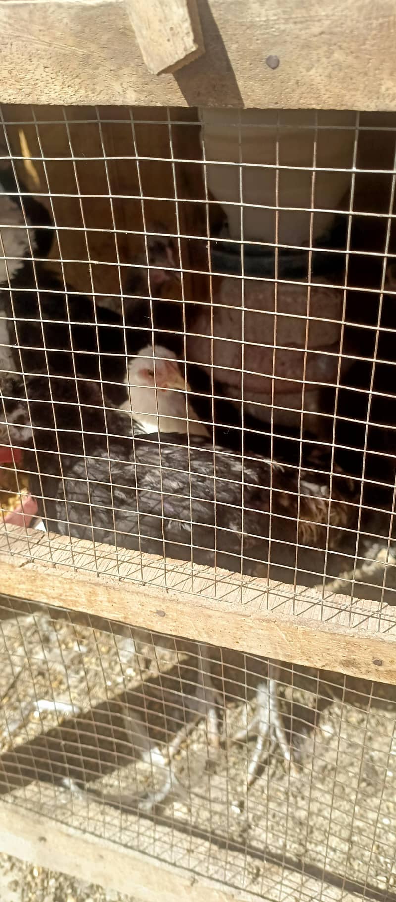fancy hens 11