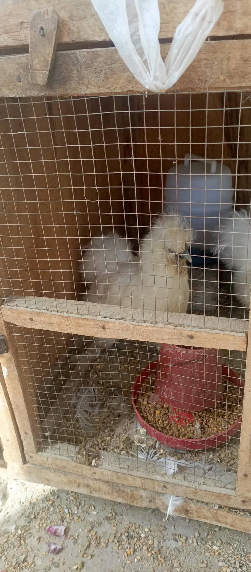fancy hens 12