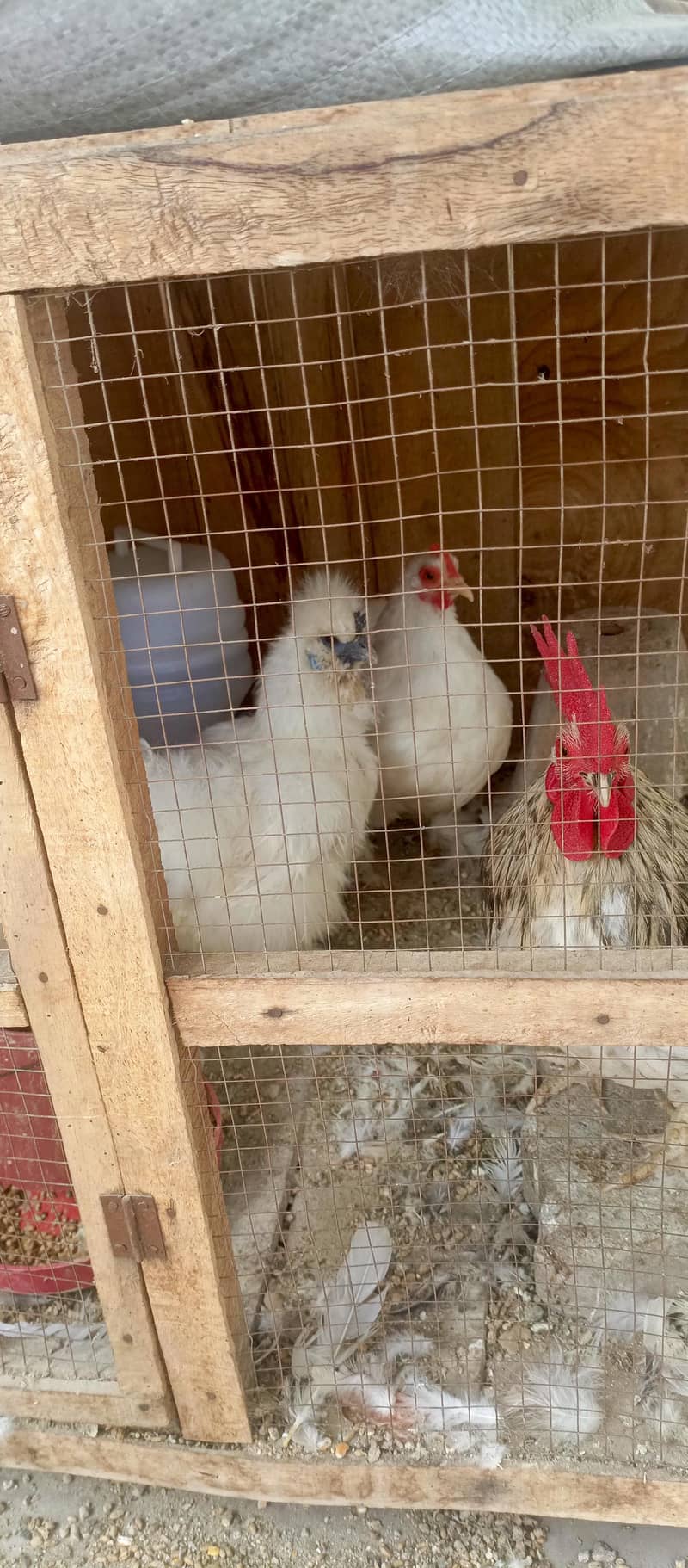 fancy hens 13