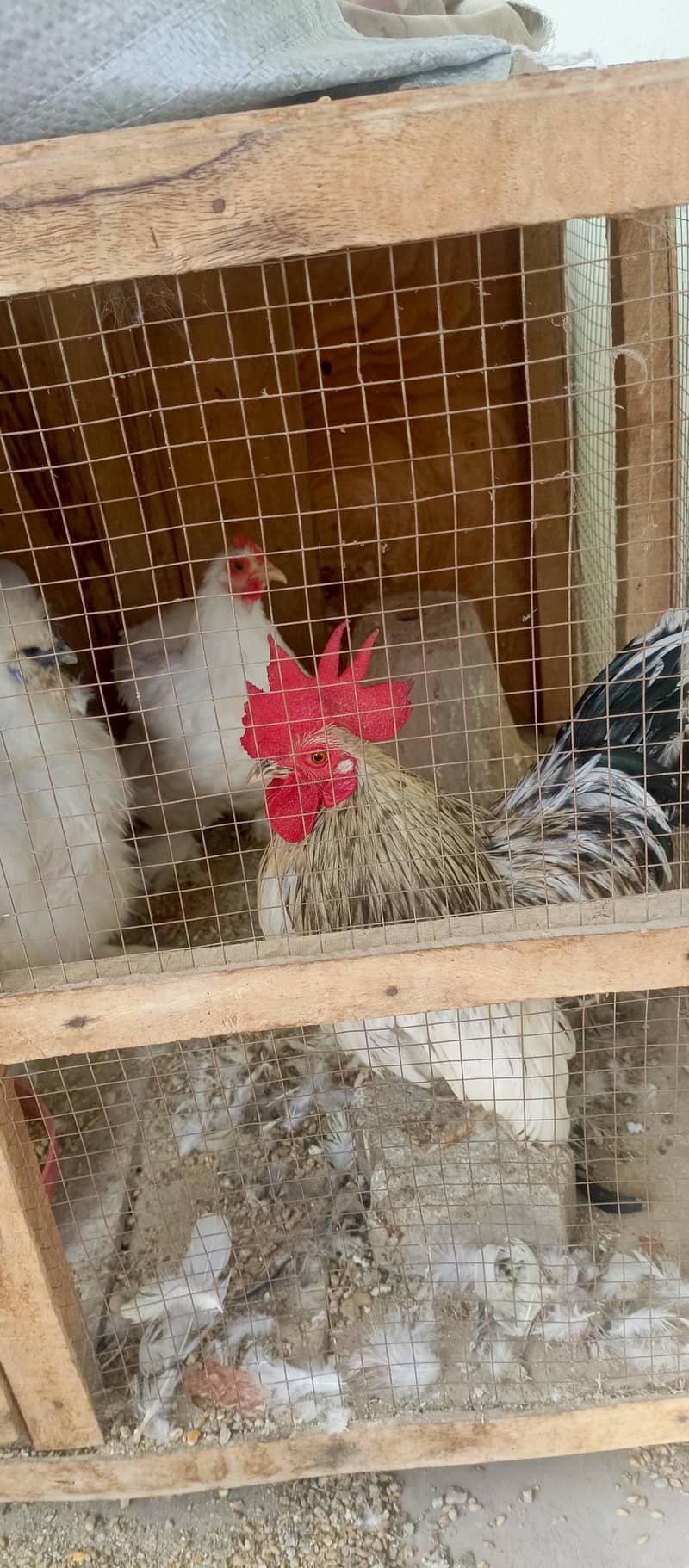 fancy hens 14
