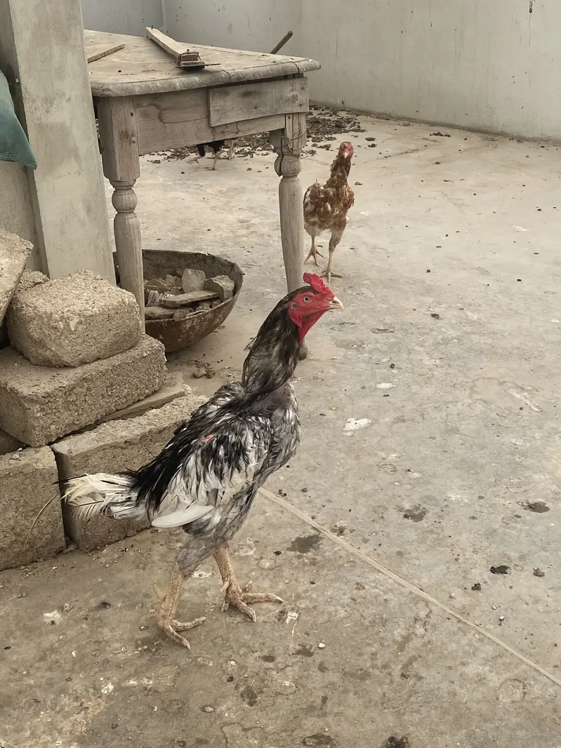 Aseel Murga — photo 4