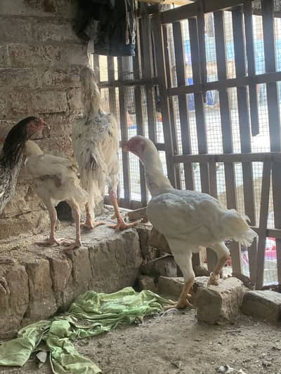 White shamo pair