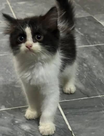 Kitten for sale