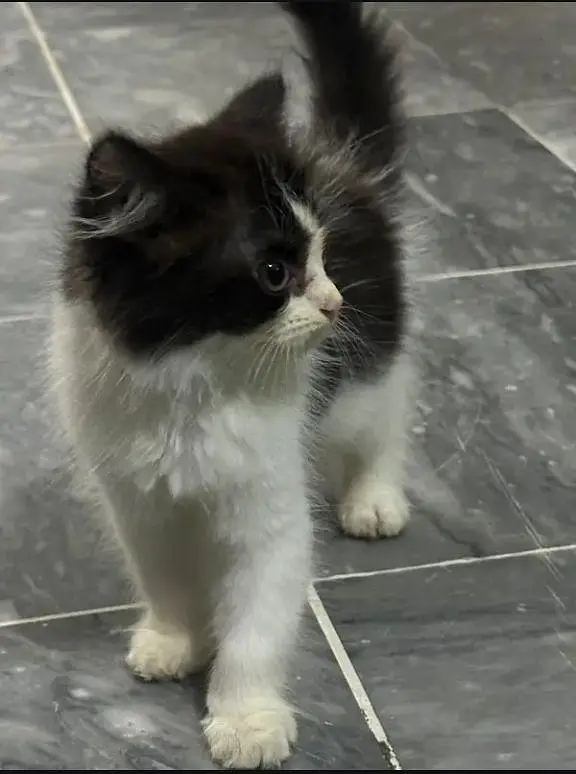 Kitten for sale — photo 2