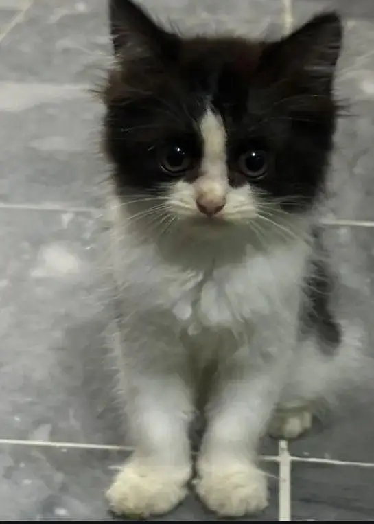 Kitten for sale — photo 3
