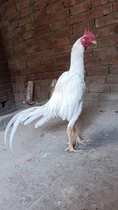 byngam patha sale loctin mina pind mansurabad