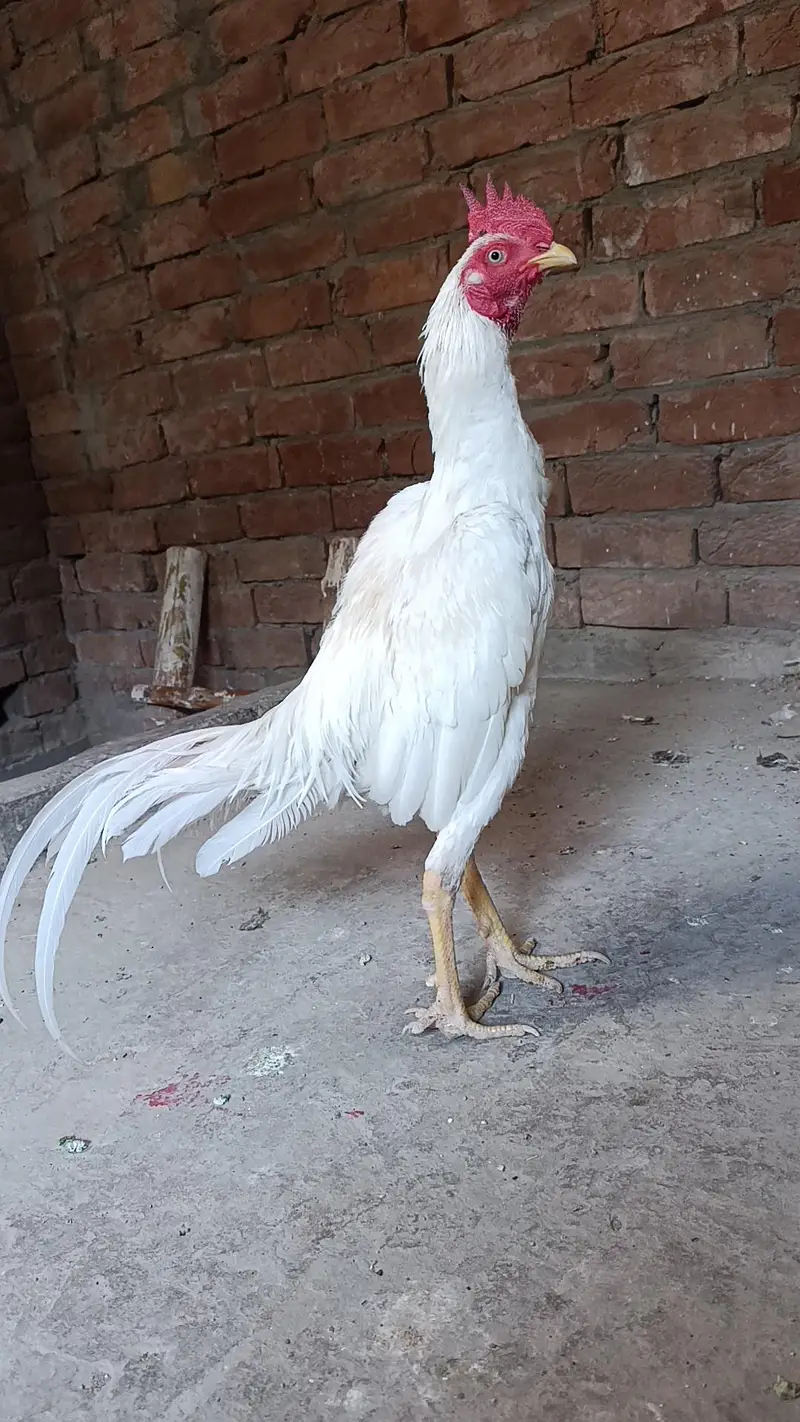 byngam patha sale loctin mina pind mansurabad — photo 3