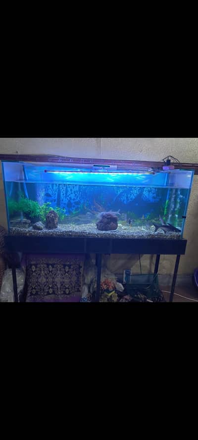 fish aquarium with big shark & accessories
