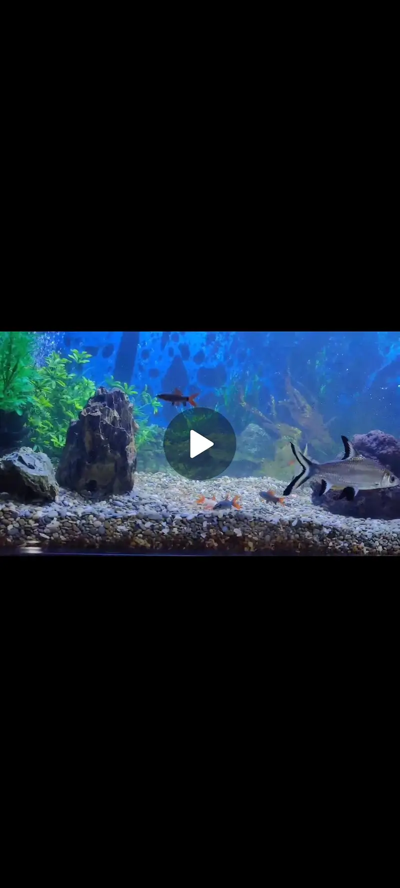 fish aquarium with big shark & accessories — photo 2