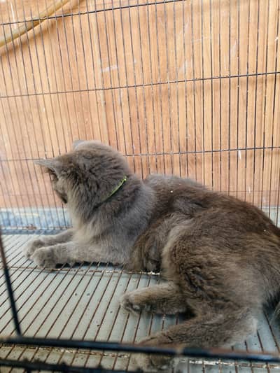 For sale  black persian American breed