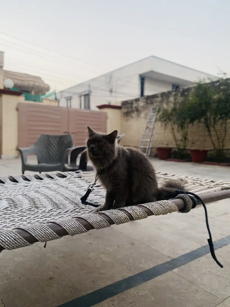 For sale  black persian American breed — photo 2
