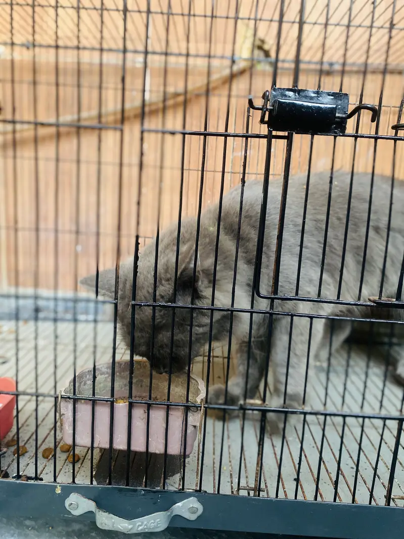 For sale  black persian American breed — photo 3