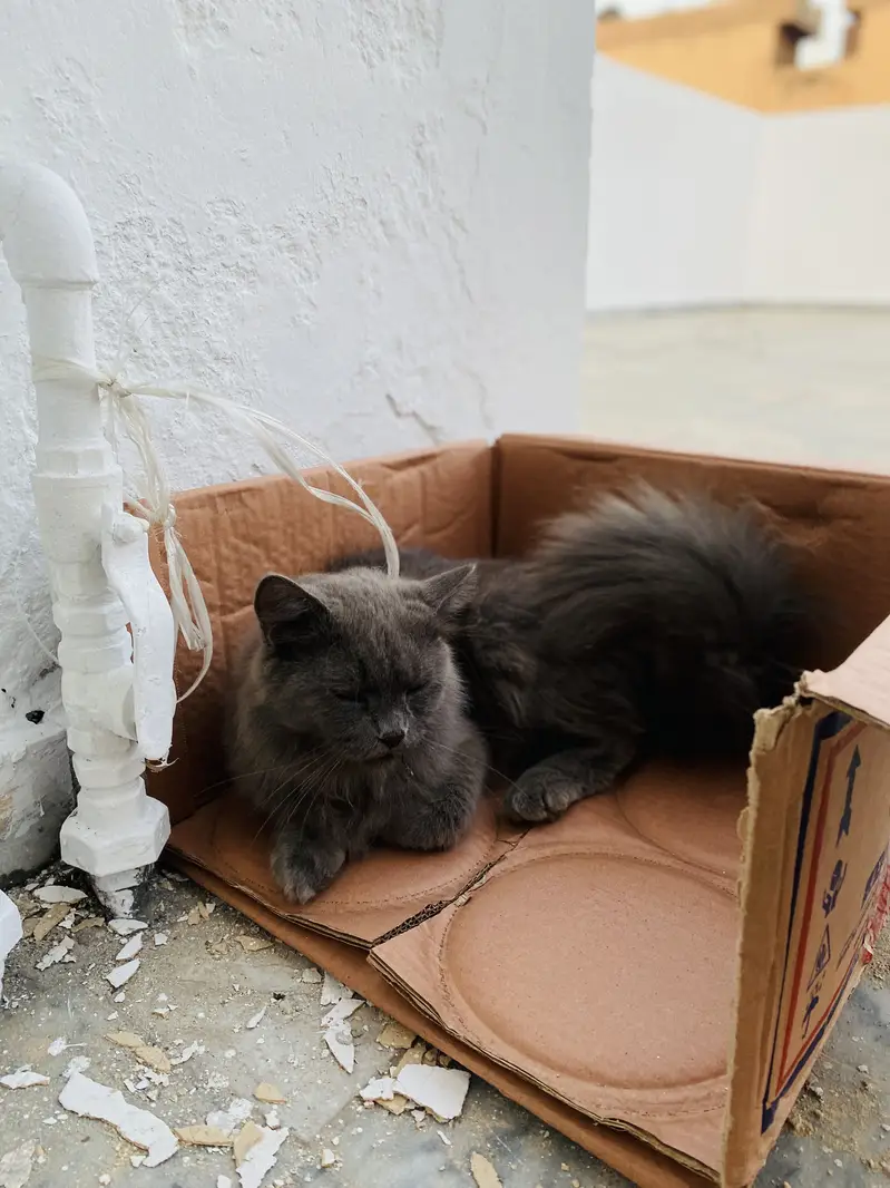 For sale  black persian American breed — photo 4