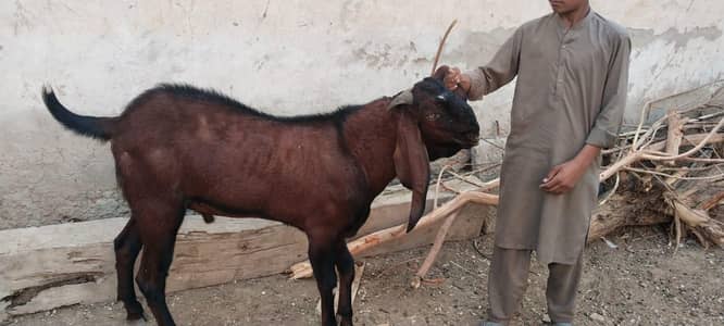 Nagra breeder bakra